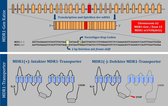 MDR1-Gen und MDR1-Transporter bei der Katze © TransMIT GmbH - Prof. Dr. Joachim  Geyer